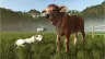 farming-simulator-25-beans-alpacas-ed-p5-vf