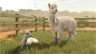 farming-simulator-25-beans-alpacas-ed-pc